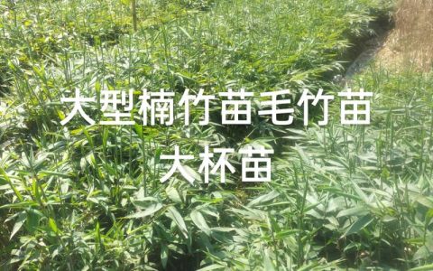 毛竹苗购买渠道评估指南：科学选择供应商的四个关键步骤