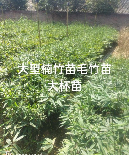 毛竹苗购买渠道评估指南：科学选择供应商的四个关键步骤