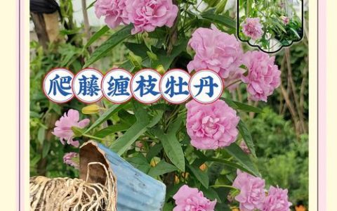 牡丹花种在庭院什么位置好？科学选址与养护指南