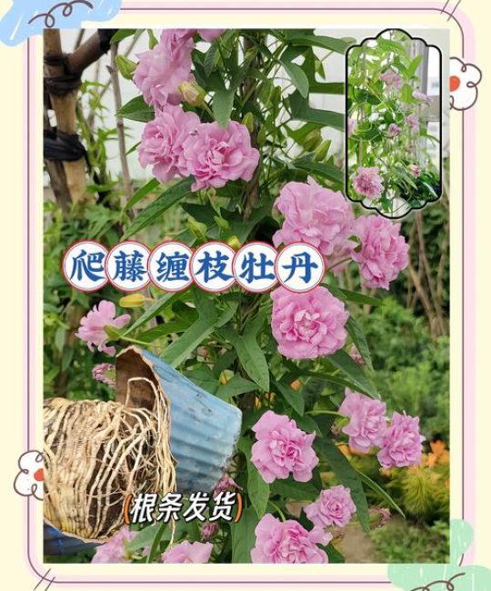牡丹花种在庭院什么位置好？科学选址与养护指南
