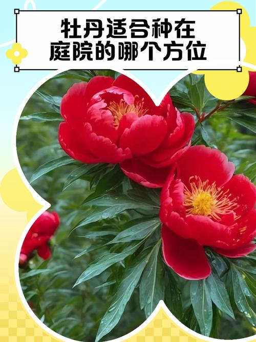 牡丹花种在庭院什么位置好?科学选址与养护指南 五、庭院盆栽替代方案
