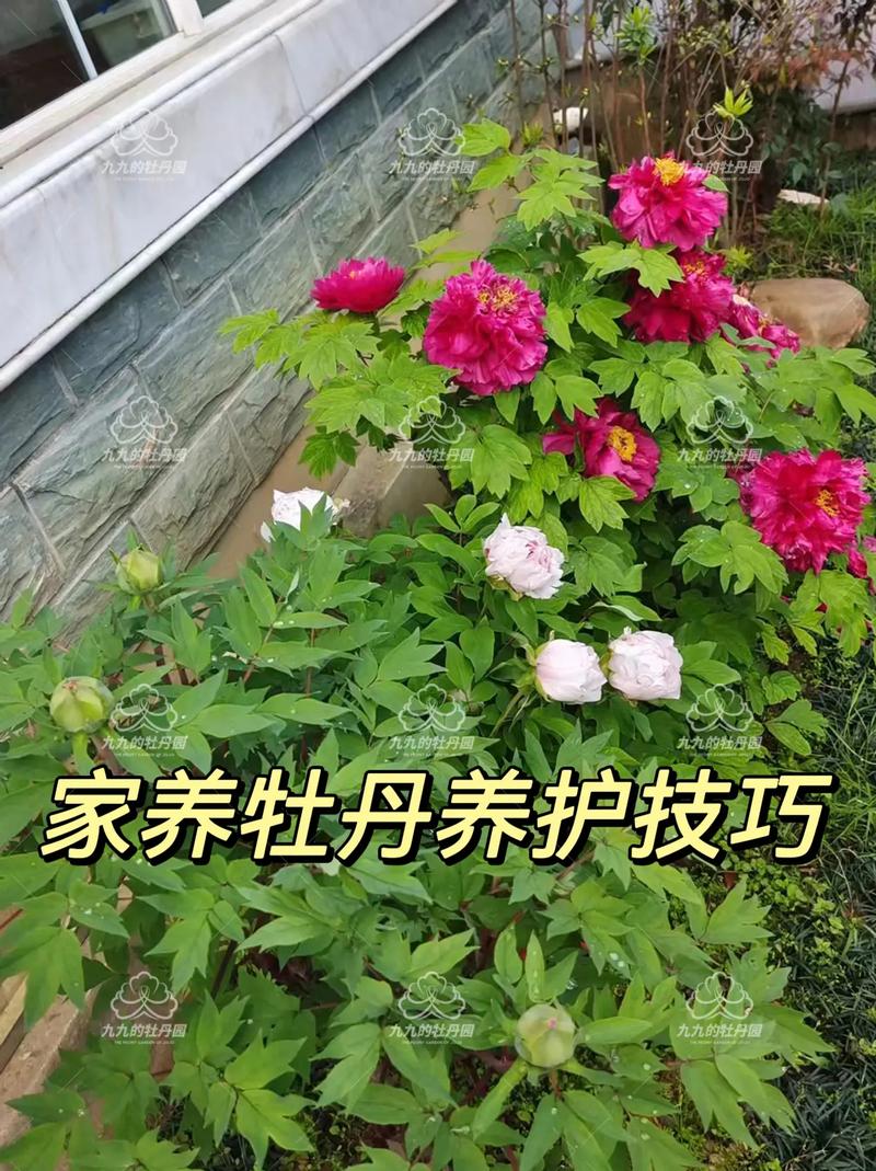 牡丹花种在庭院什么位置好?科学选址与养护指南 三、土壤与排水:防止烂根的生命线