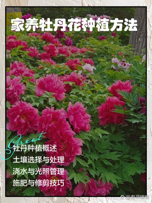 牡丹花种在庭院什么位置好?科学选址与养护指南 六、传统习俗中的寓意说明