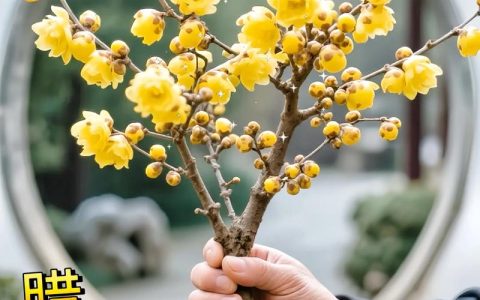 腊梅花怎么种植？从选时到成活，七步完整种植技术指南