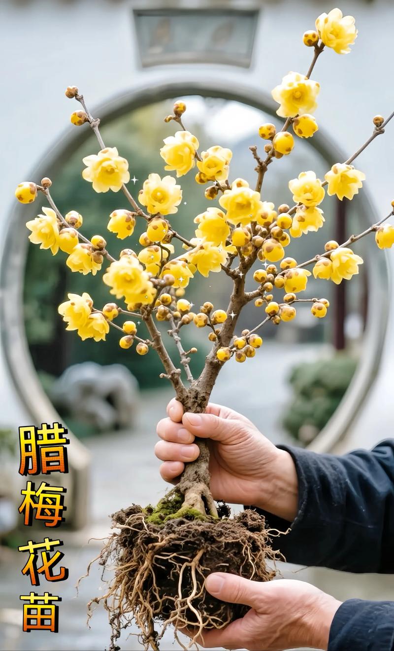 腊梅花怎么种植?从选时到成活,七步完整种植技术指南 腊梅花怎么种植?从选时到成活,七步完整种植技术指南