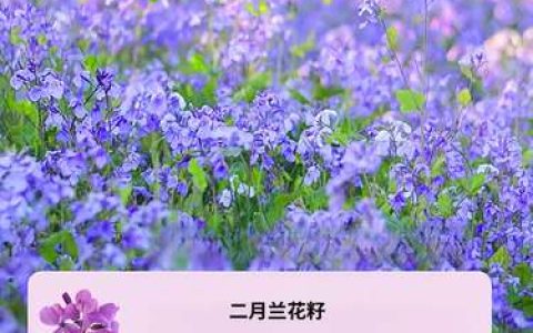 二月兰种子多少钱一斤？规格、季节与采购量影响报价
