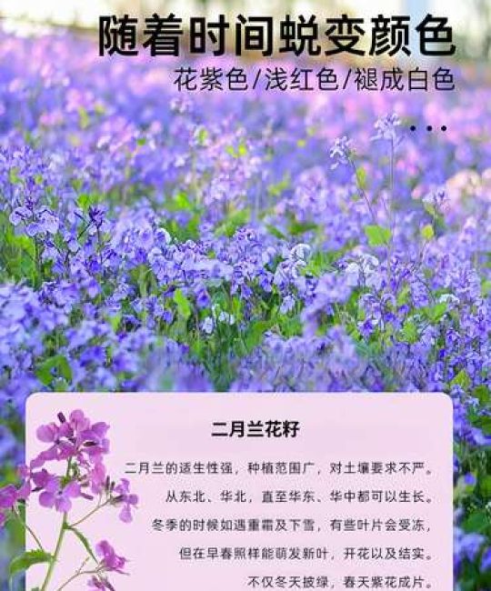 二月兰种子多少钱一斤？规格、季节与采购量影响报价