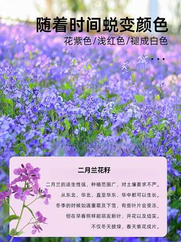二月兰种子多少钱一斤?规格、季节与采购量影响报价 二月兰种子多少钱一斤?规格、季节与采购量影响报价