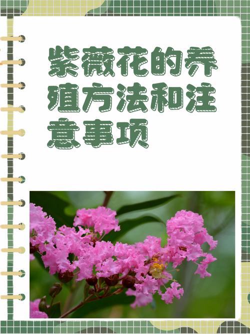 紫薇花冬天落叶吗?落叶习性、南北越冬与全年养护指南 越冬与越夏管理