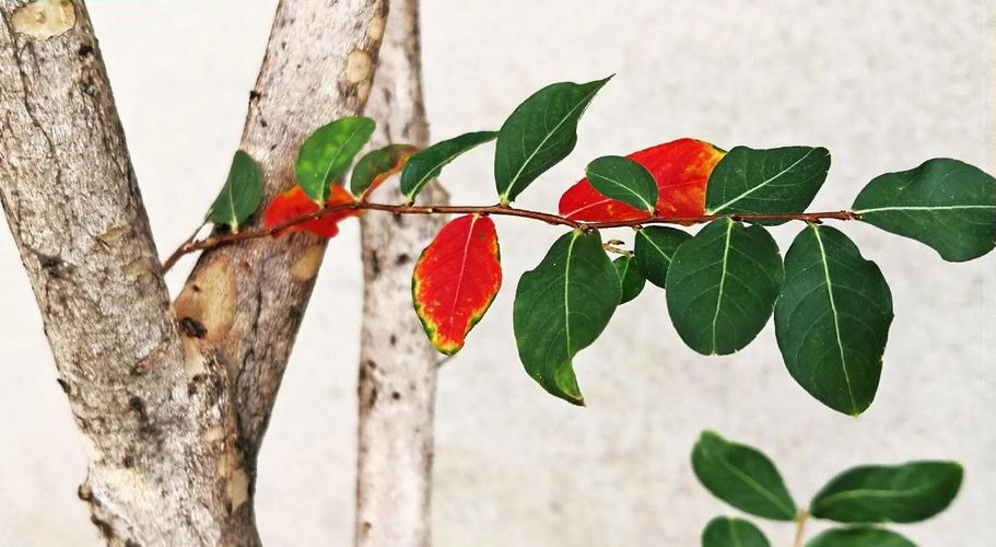 紫薇花冬天落叶吗?落叶习性、南北越冬与全年养护指南 FAQ