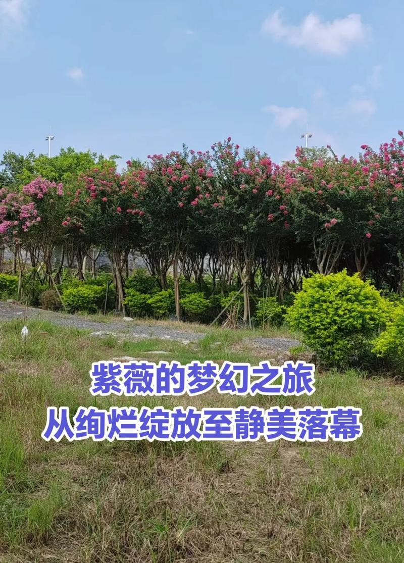紫薇花冬天落叶吗?落叶习性、南北越冬与全年养护指南 总结