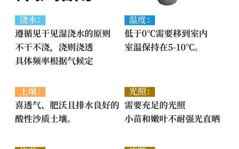 铁树黄叶干叶是怎么回事？原因排查与防治全指南