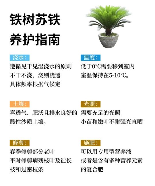 铁树黄叶干叶是怎么回事？原因排查与防治全指南