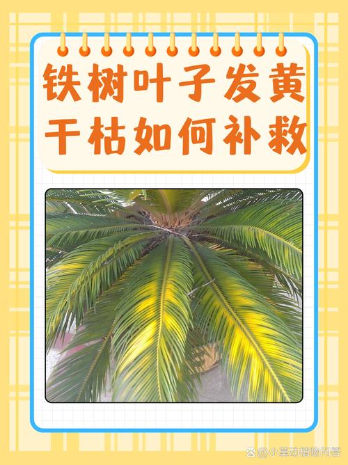 铁树黄叶干叶是怎么回事?原因排查与防治全指南 排查步骤(按顺序执行)