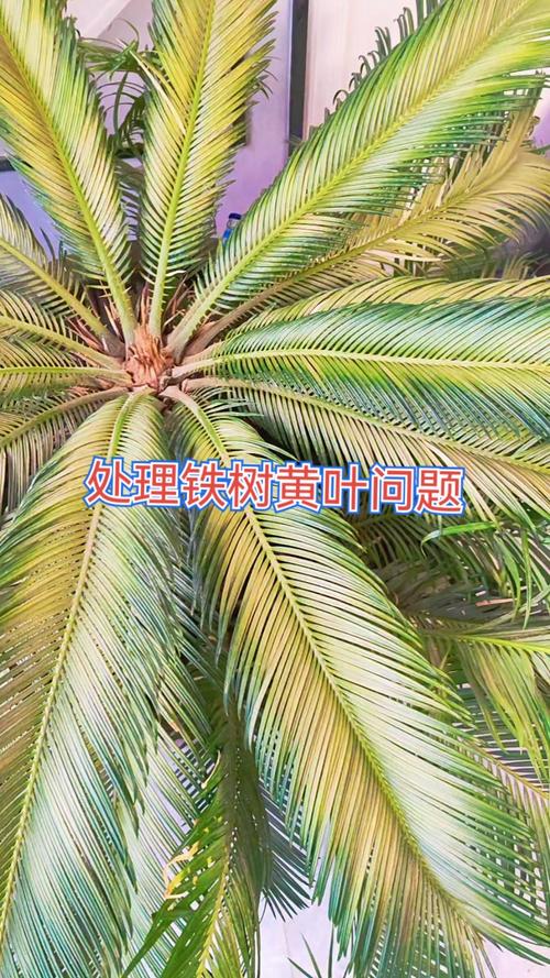铁树黄叶干叶是怎么回事?原因排查与防治全指南 处理办法