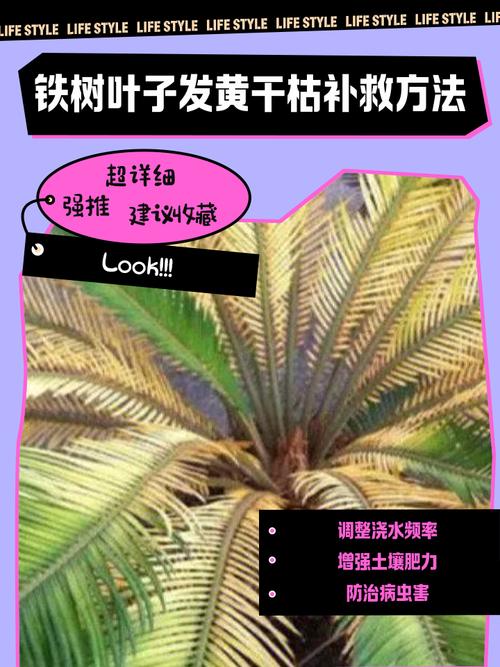 铁树黄叶干叶是怎么回事?原因排查与防治全指南 预防建议