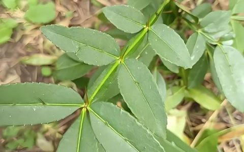 花椒树上的刺究竟有什么用处？从防御到生态的生存智慧