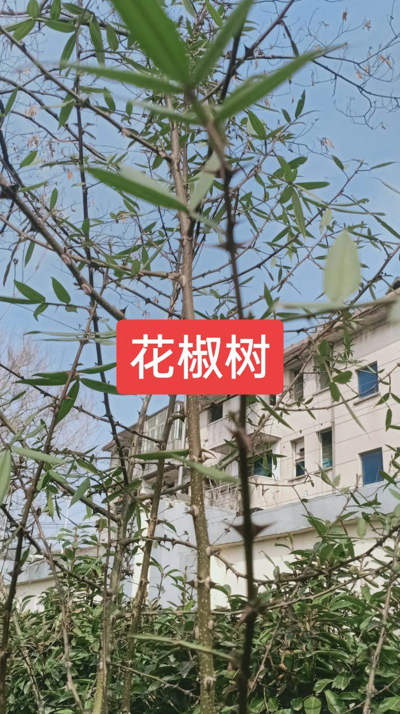 园艺管理中的“刺”问题