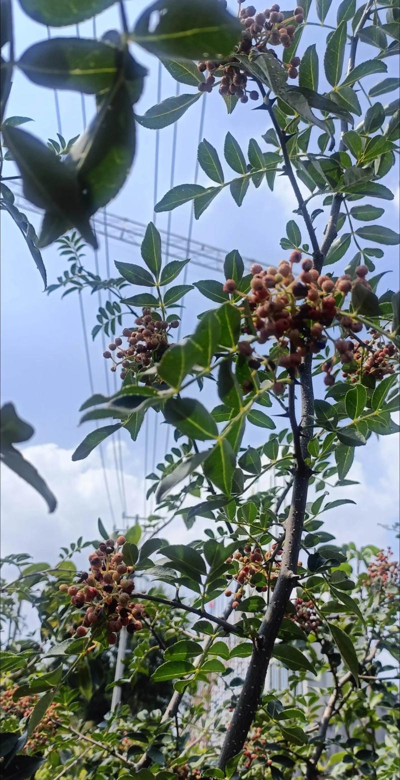 刺的额外价值：药用与生态