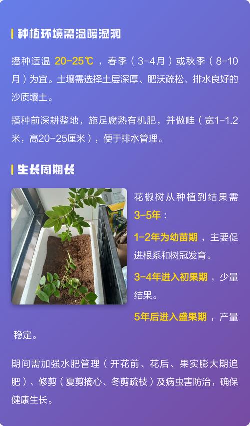 花椒种植与加工:一斤花椒粒能出多少花椒粉?详解花椒从庭院到餐桌的旅程 三、核心问题:一斤花椒粒能出多少花椒粉?