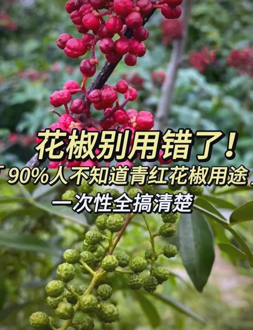 花椒种植与加工:一斤花椒粒能出多少花椒粉?详解花椒从庭院到餐桌的旅程 五、从园艺到餐桌的满足感