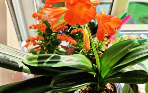 君子兰怎么养才能开花？掌握这6个养护关键，花开富贵