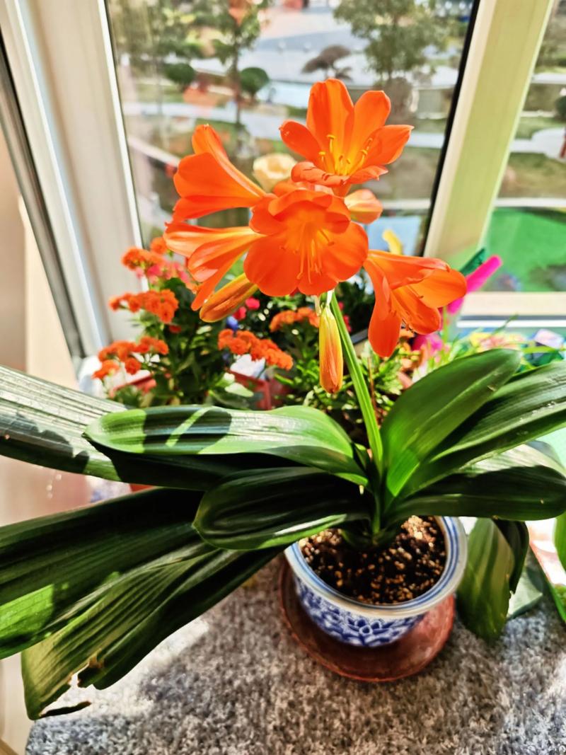君子兰怎么养才能开花？掌握这6个养护关键，花开富贵