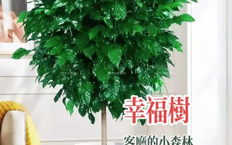 幸福树放办公室门口合适吗？科学养护与传统文化解析