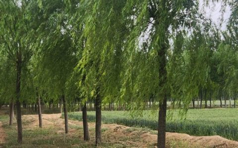 哪里的柳树好？——从园艺角度解析柳树的最佳种植环境与品种选择