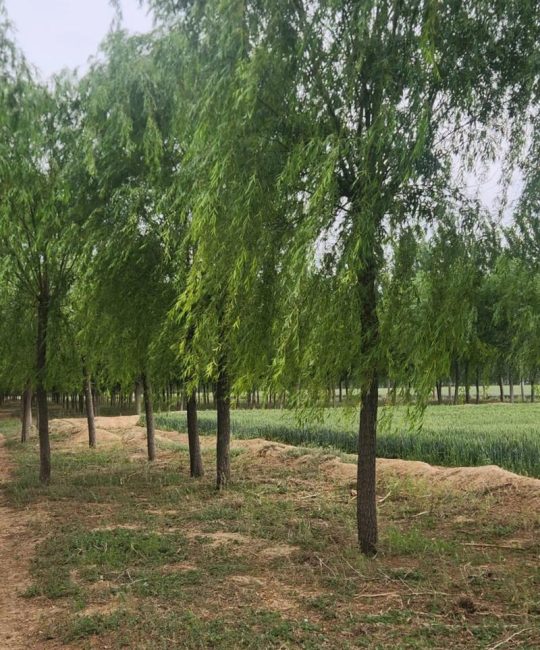 哪里的柳树好？——从园艺角度解析柳树的最佳种植环境与品种选择