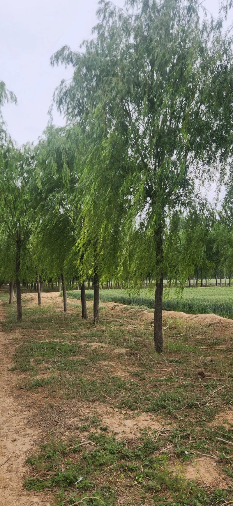 一、柳树生长的理想环境：土壤、水分与光照