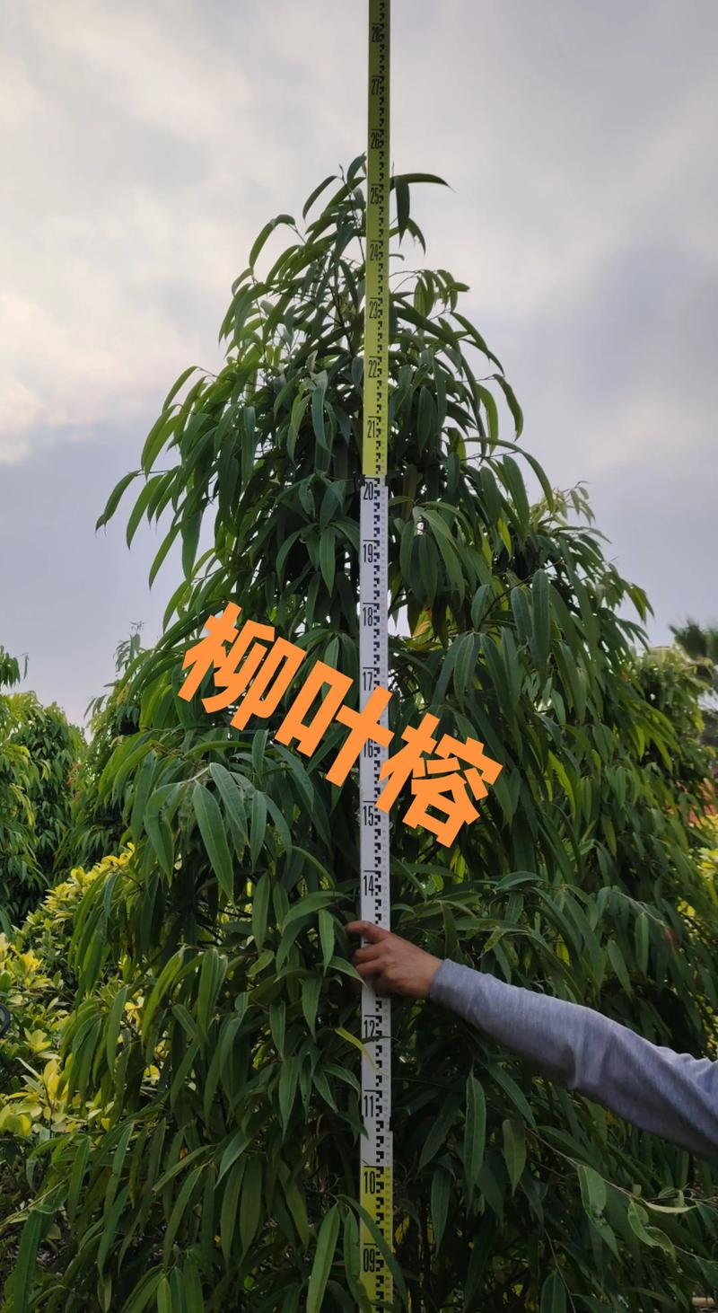二、不同品种的柳树及其适宜地区
