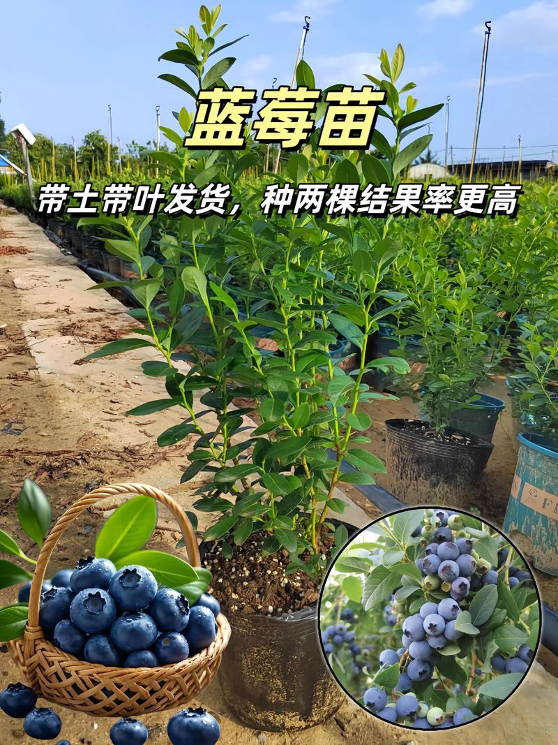 四、运输与检疫：不可省略的法律程序