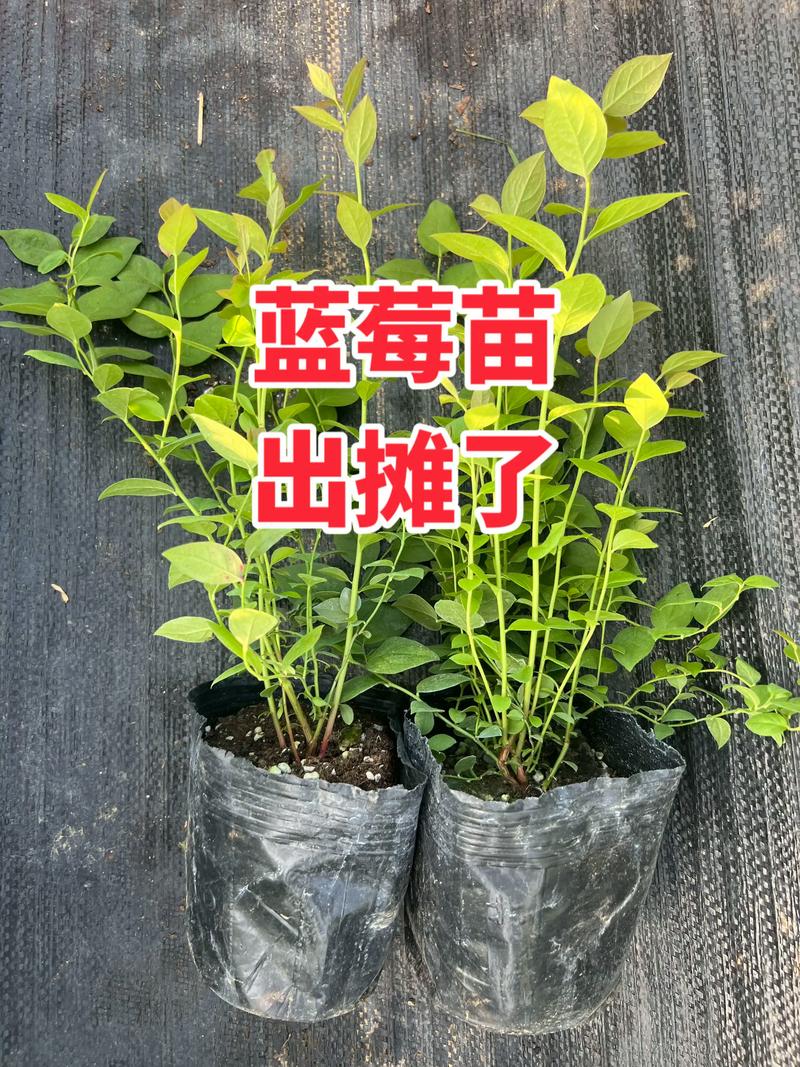 五、售后补苗政策：必须书面化