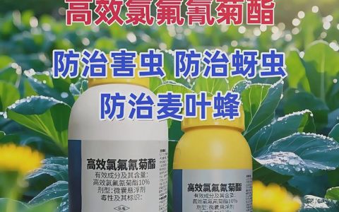 菊花用什么肥料最好：科学施肥全指南