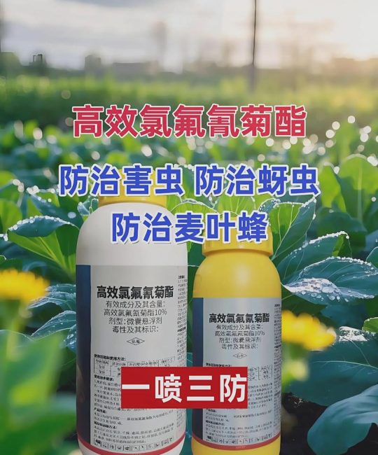 菊花用什么肥料最好：科学施肥全指南