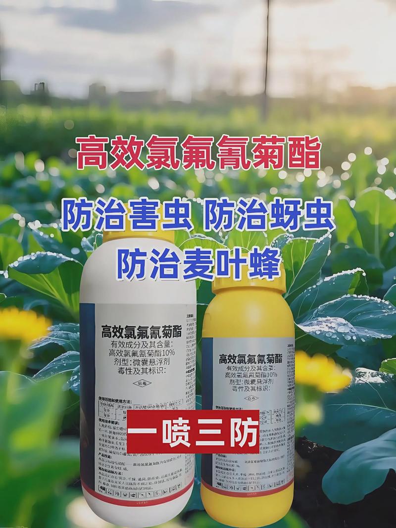 菊花用什么肥料最好：科学施肥全指南