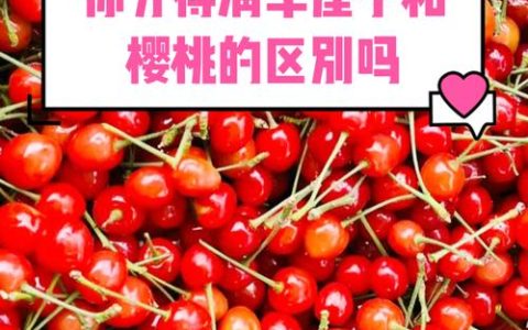 车厘子跟樱桃有什么区别？一文读懂甜樱桃与中国樱桃的区别