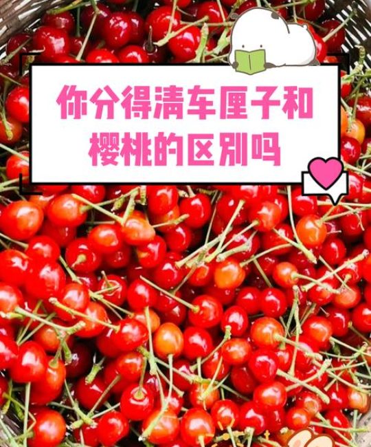 车厘子跟樱桃有什么区别？一文读懂甜樱桃与中国樱桃的区别
