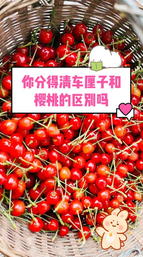 车厘子跟樱桃有什么区别？一文读懂甜樱桃与中国樱桃的区别