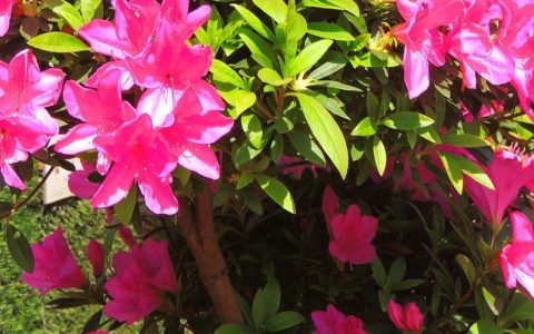 杜鹃花属于什么花？一篇读懂杜鹃花的百科全解