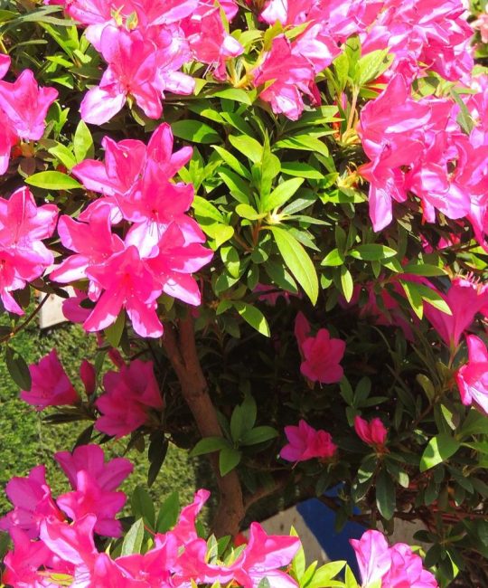 杜鹃花属于什么花？一篇读懂杜鹃花的百科全解