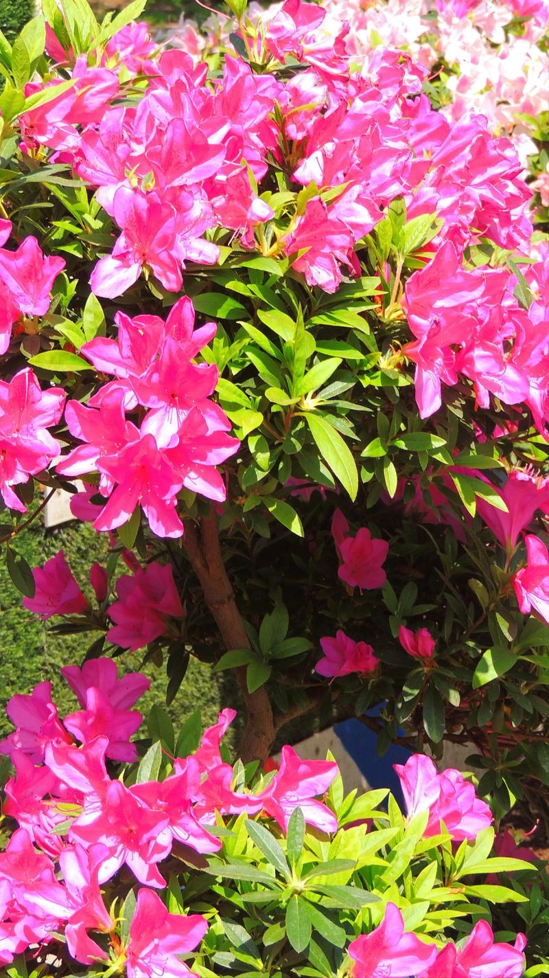 杜鹃花属于什么花？一篇读懂杜鹃花的百科全解