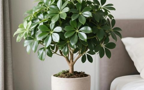 属兔养什么植物旺财转运最好？5种风水旺财绿植推荐
