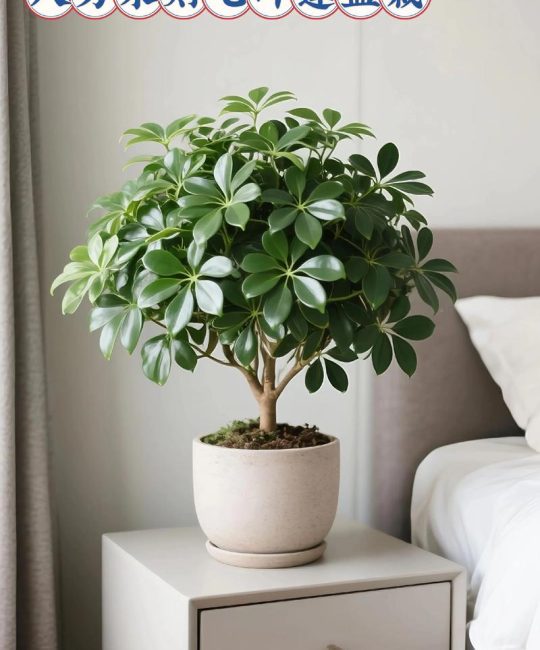 属兔养什么植物旺财转运最好？5种风水旺财绿植推荐