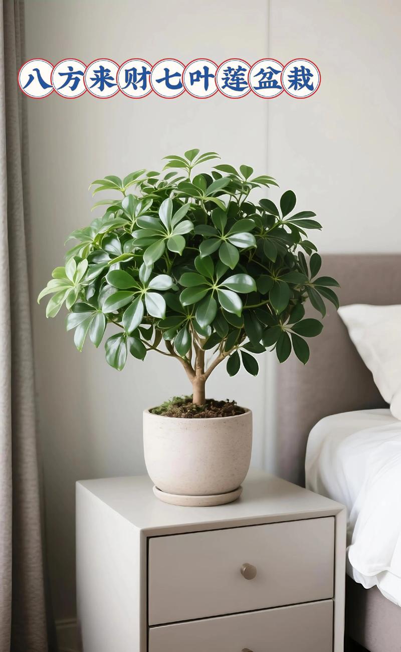 属兔养什么植物旺财转运最好？5种风水旺财绿植推荐