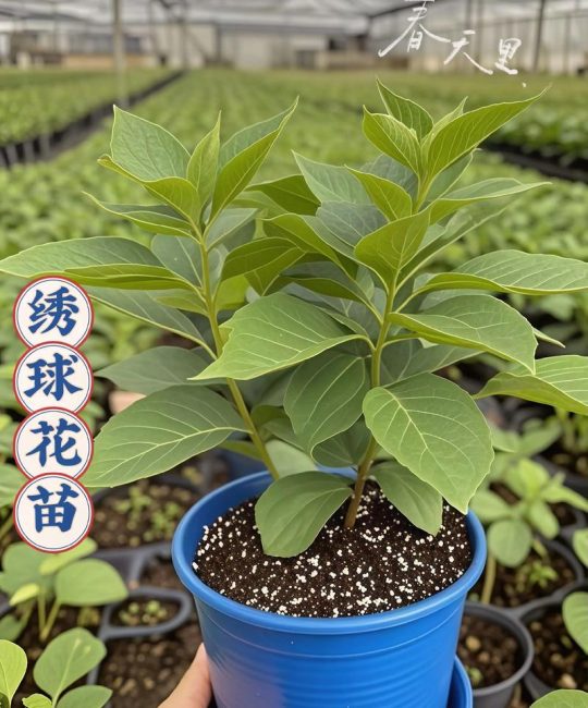 绣球花有种子吗？答案、获取方法与播种全攻略