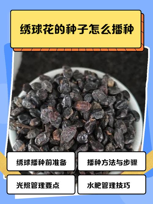 获取绣球花种子的两种途径