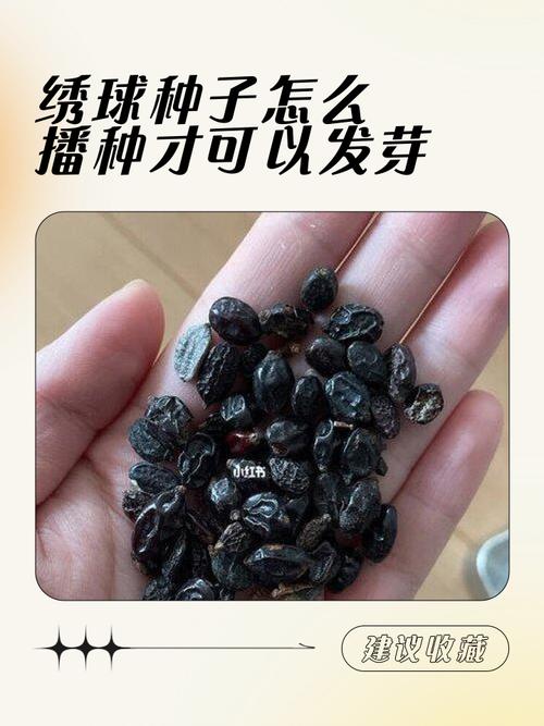 光照与水肥精准方案：播种期与幼苗期管理