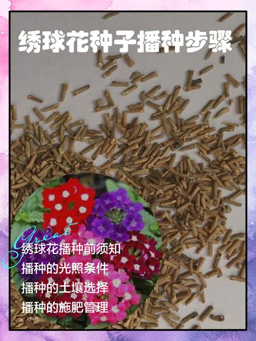 盆栽/地栽选择决策：种子苗的定植方案